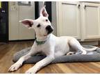 Adopt Princess a White Hound (Unknown Type) / Pit Bull Terrier / Mixed dog in