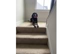 Adopt Rucker a Brindle Plott Hound / Mixed dog in Warrenton, VA (33601206)