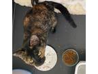 Adopt Teresa a Domestic Shorthair / Mixed (short coat) cat in Newnan
