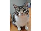 Adopt Buddy a Domestic Mediumhair / Mixed (short coat) cat in Newnan