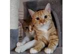 Adopt Leigh Nora a Domestic Shorthair / Mixed (short coat) cat in Newnan