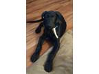Adopt Boomer a Black Labrador Retriever / German Shepherd Dog / Mixed dog in