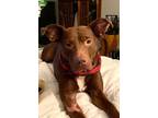 Adopt Pansy a American Pit Bull Terrier / Mixed dog in Laingsburg, MI (33594798)