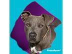 Adopt Dream a American Pit Bull Terrier / Mixed dog in Rockport, TX (33600545)