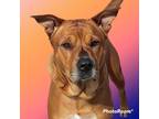 Adopt Scarlet a Boxer / Mixed Breed (Medium) / Mixed dog in Rockport