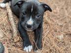 Adopt Cindy a American Pit Bull Terrier / Mixed Breed (Medium) / Mixed dog in