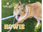 Adopt Howie- No Longer Accepting Applications a Collie / Mixed dog in Council