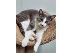 Adopt King Arthur a Gray or Blue (Mostly) Domestic Shorthair (short coat) cat in