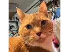 Adopt Layla a Orange or Red Manx / Mixed cat in Huntsville, AL (33600144)