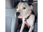 Adopt Bonner a Black Pit Bull Terrier / Mixed dog in Wichita, KS (33600051)