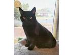 Adopt Zuberi a All Black Domestic Shorthair / Mixed cat in Colorado Springs