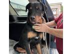 Adopt Macho a Black Rottweiler / Mixed dog in Edinburg, TX (33600009)