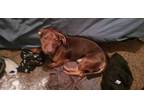 Adopt Stumpy a Black - with Tan, Yellow or Fawn Dachshund / Bloodhound / Mixed