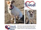 Adopt Redmond a Australian Shepherd / Mixed dog in Dallas/Fort Worth