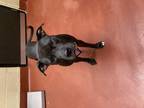 Adopt Lunasia a Black Pit Bull Terrier dog in Douglasville, GA (33599899)
