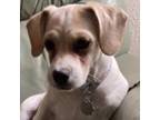 Adopt Daisy (903) a White - with Tan, Yellow or Fawn Mixed Breed (Small) / Mixed