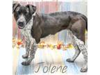 Adopt Jolene a Black Pointer / Mixed Breed (Medium) / Mixed dog in Casa Grande