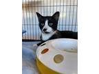 Adopt Hawthorne a Spotted Tabby/Leopard Spotted Domestic Shorthair cat in