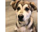 Adopt Baxter a Tan/Yellow/Fawn Shepherd (Unknown Type) / Husky / Mixed dog in