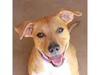 Adopt MISS MOUSE a Brown/Chocolate Jack Russell Terrier / Terrier (Unknown Type