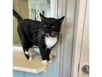 Adopt Axel a All Black Domestic Shorthair / Mixed cat in Melfort, SK (33598775)