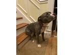 Adopt Blu a Gray/Blue/Silver/Salt & Pepper Bull Terrier / Mixed dog in Laurel