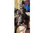 Adopt Kahlua a Brown/Chocolate - with Black Catahoula Leopard Dog / American Pit