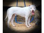 Adopt Kilo a White American Staffordshire Terrier / Mixed dog in Cleveland