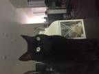 Adopt Princess & Lily a All Black Domestic Shorthair / Mixed (short coat) cat in