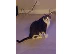 Adopt Spock a Gray or Blue Domestic Mediumhair / Mixed (medium coat) cat in