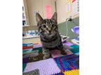 Adopt Pebbles a Domestic Shorthair / Mixed cat in Prince George, BC (33598663)