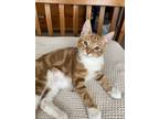 Adopt Conor a Orange or Red (Mostly) Domestic Shorthair / Mixed (short coat) cat