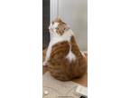 Adopt Sam a Orange or Red Tabby American Shorthair / Mixed (medium coat) cat in