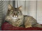 Adopt Allegra a Tortoiseshell Domestic Mediumhair / Mixed cat in Colorado