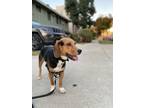 Adopt Kobe a Tricolor (Tan/Brown & Black & White) Beagle / Mixed dog in San