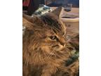 Adopt Chica a Gray, Blue or Silver Tabby Domestic Longhair / Mixed (medium coat)