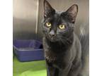 Adopt Felix a All Black Domestic Shorthair / Mixed cat in Ft Pierce