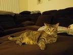 Adopt Tiger Lily a Spotted Tabby/Leopard Spotted American Shorthair / Mixed
