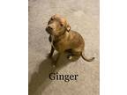 Adopt Ginger a Red/Golden/Orange/Chestnut American Staffordshire Terrier / Mixed