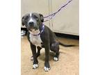 Adopt Shell Bell a Gray/Blue/Silver/Salt & Pepper American Pit Bull Terrier /