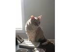 Adopt Scooby a Orange or Red Tabby American Shorthair / Mixed (short coat) cat