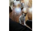 Adopt Loki a White (Mostly) American Shorthair / Mixed (short coat) cat in