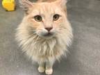 Adopt BUFFY a Cream or Ivory Domestic Mediumhair / Mixed (medium coat) cat in