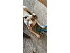 Adopt River a White - with Brown or Chocolate American Pit Bull Terrier / Mixed
