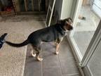 Adopt Hunter a Black - with Tan, Yellow or Fawn German Shepherd Dog / Husky /