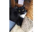 Adopt Tux a Black & White or Tuxedo Domestic Shorthair / Mixed (short coat) cat