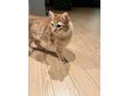 Adopt Tangerine a Orange or Red Domestic Mediumhair / Mixed (medium coat) cat in