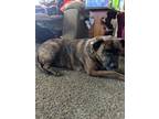 Adopt Brutus a Brindle Mastiff / Mixed dog in West Harrison, IN (33577175)