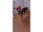 Adopt Aspen a Brown/Chocolate German Shepherd Dog / Mixed dog in Bloomington