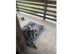 Adopt Nola a Brindle Boxer / Labrador Retriever / Mixed dog in Emmitsburg